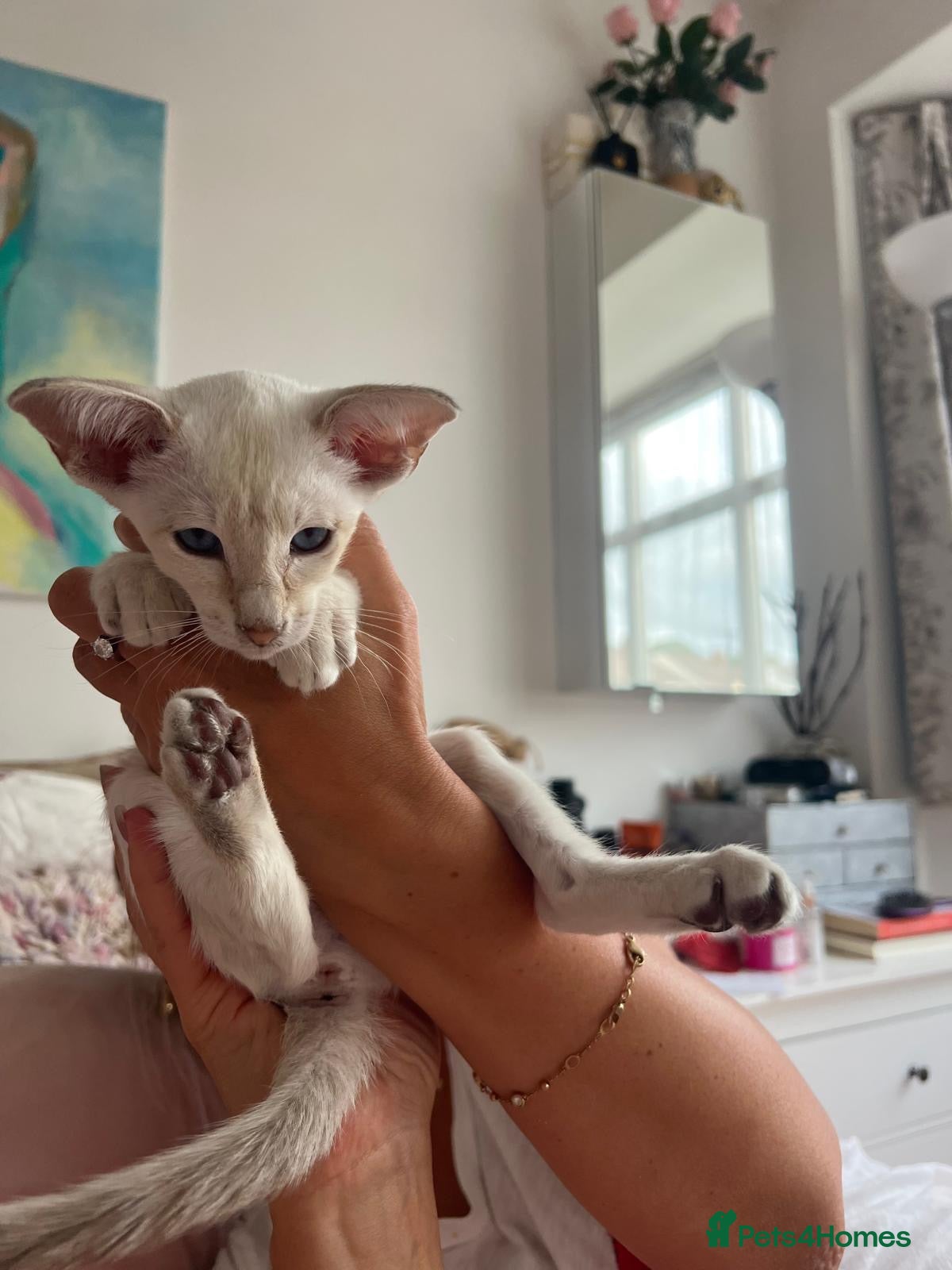 Siamese cats Stunning siamese kittens! Real hooligans!  - Advert 2