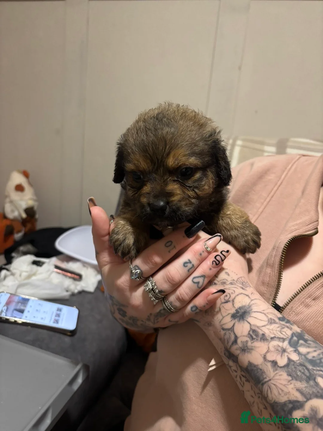 Mixed Breed dogs for sale: Rottweiler cross puppies - Advert 23