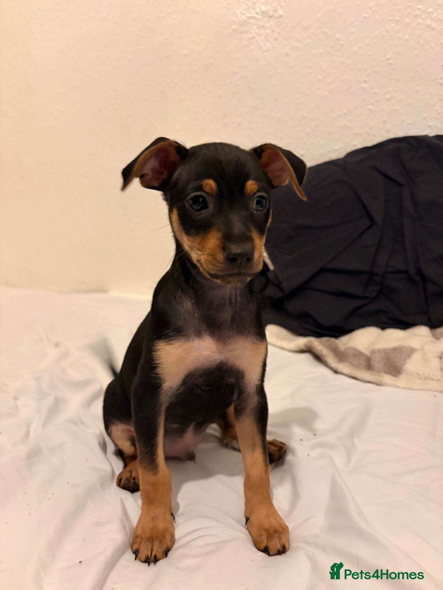 Mixed Breed dogs Stunning Miniature Pinscher x Chihuahua Puppy - Advert 13