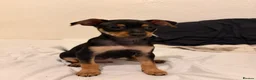 Mixed Breed dogs for sale: Stunning Miniature Pinscher x Chihuahua Puppy - Advert 4