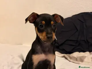 Mixed Breed dogs Stunning Miniature Pinscher x Chihuahua Puppy - Advert 13