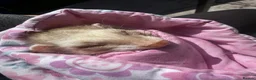 Ferret rodents for sale: Female ferret - Advert 2