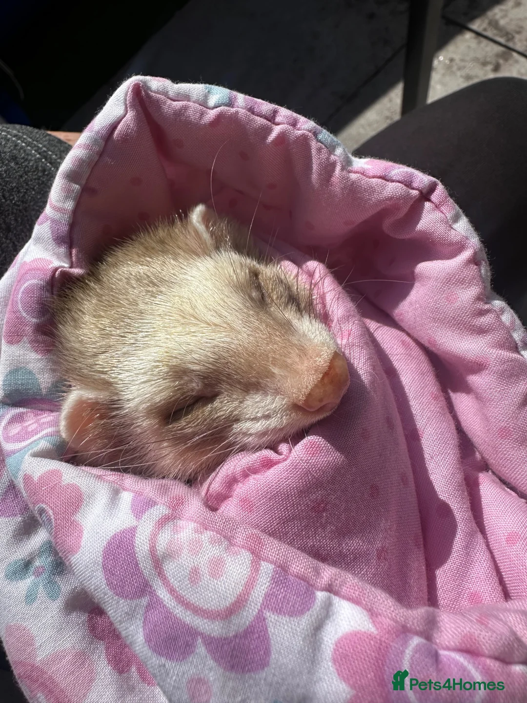 Ferret rodents for sale: Female ferret - Advert 2