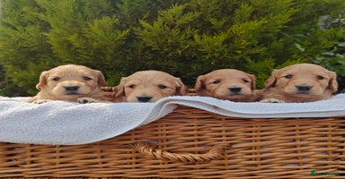 Goldendoodle dogs - Advert 2