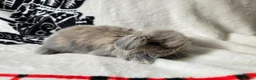 Mini Lop rabbits for sale: Stunning mini lops available  - Advert 10
