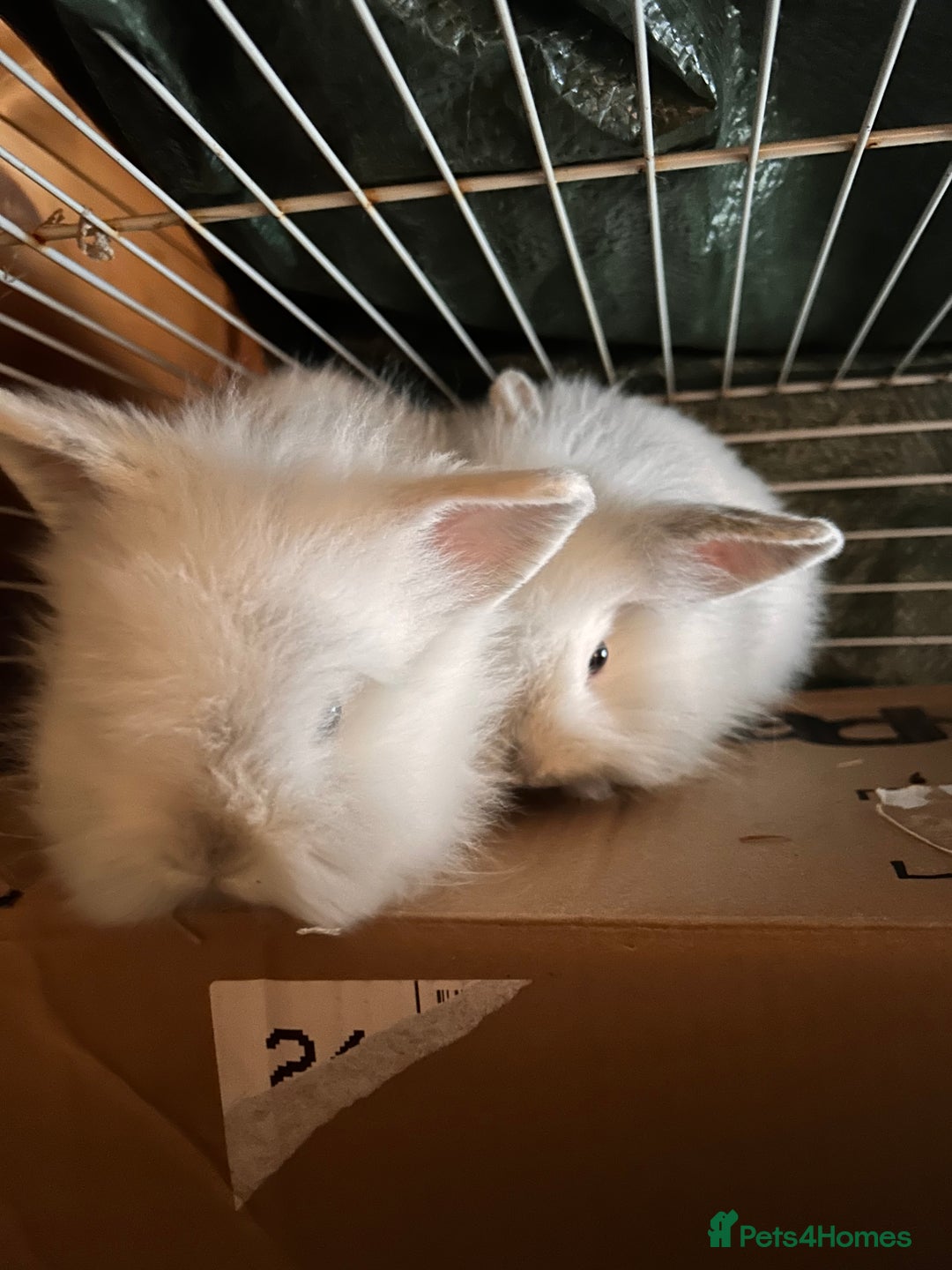 Gallery Image {{count}}