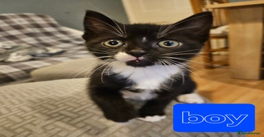 Mixed Breed cats - Advert 6