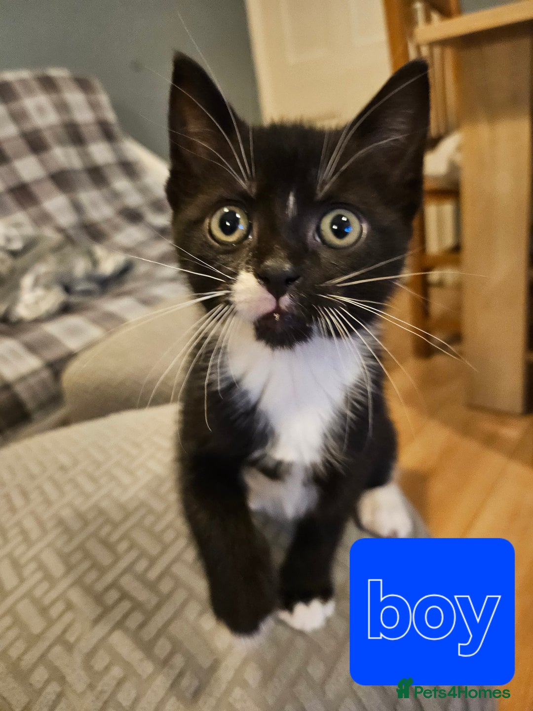 Mixed Breed cats for sale: 4 sweet little kittens Ready for a New Home  - Image 3