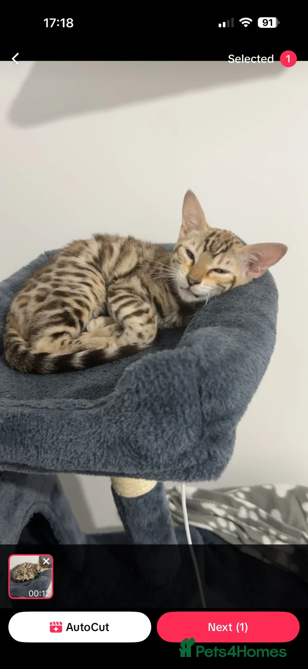 Bengal cats for sale: Snow Mink Bengal full breed  - Advert 2