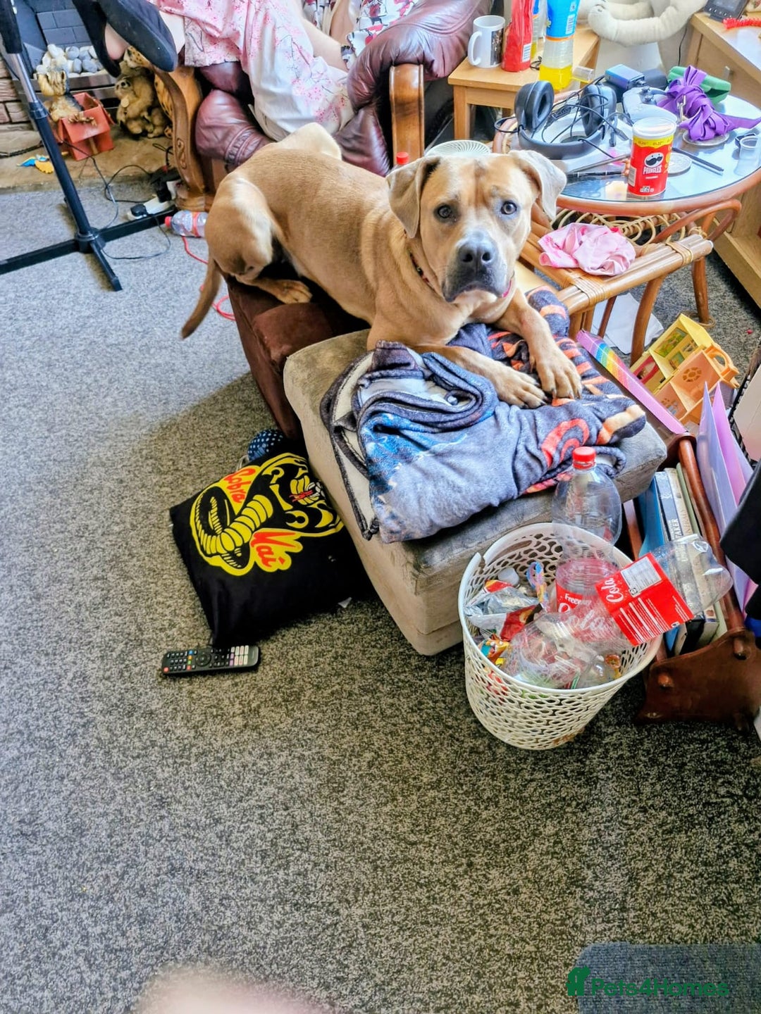Mixed Breed dogs for sale: 1yr old Staffy x American Bulldog - Image 5