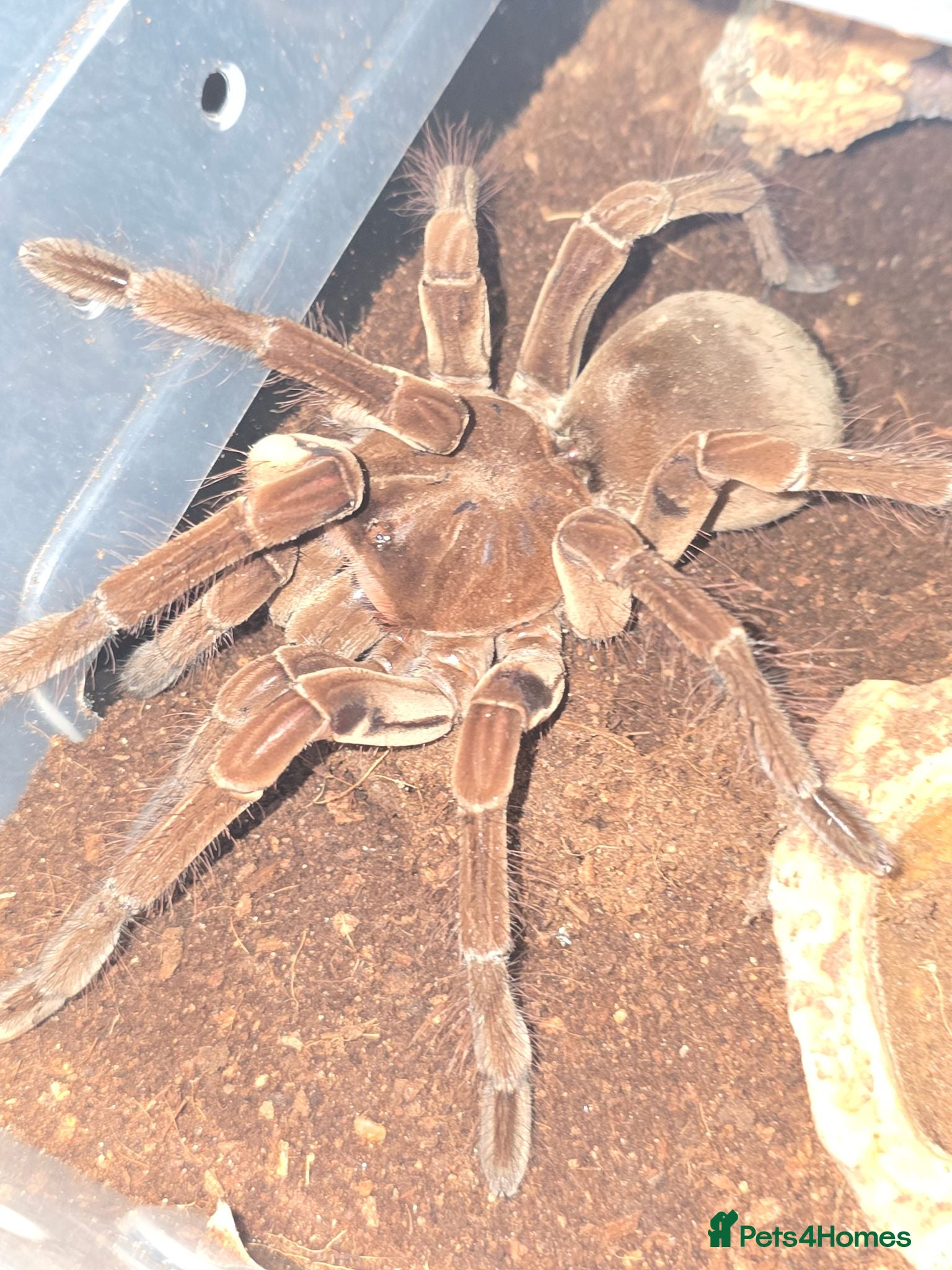 Tarantulas invertebrates Tarantulas mostly females - Advert 2