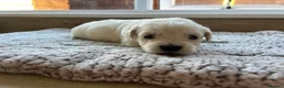 Golden Retriever dogs for sale: Health tested and KC-stunning golden retrievers  - Advert 11