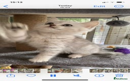 British Shorthair cats for sale: BSH quality Silvers - Advert 8