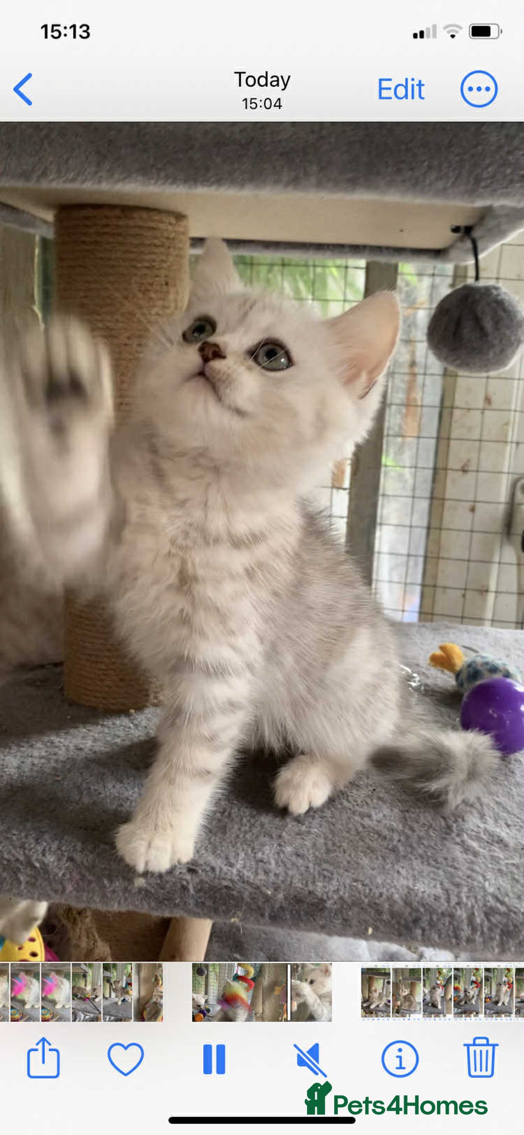 British Shorthair cats for sale: BSH quality Silvers - Advert 8