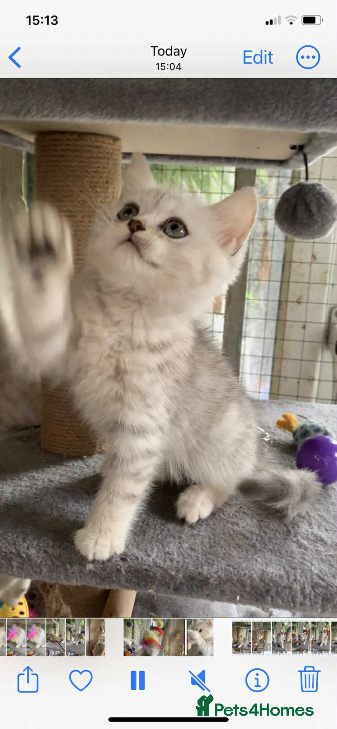 British Shorthair cats for sale: BSH Silver Shaded ( chinchilla) girl  - Advert 11