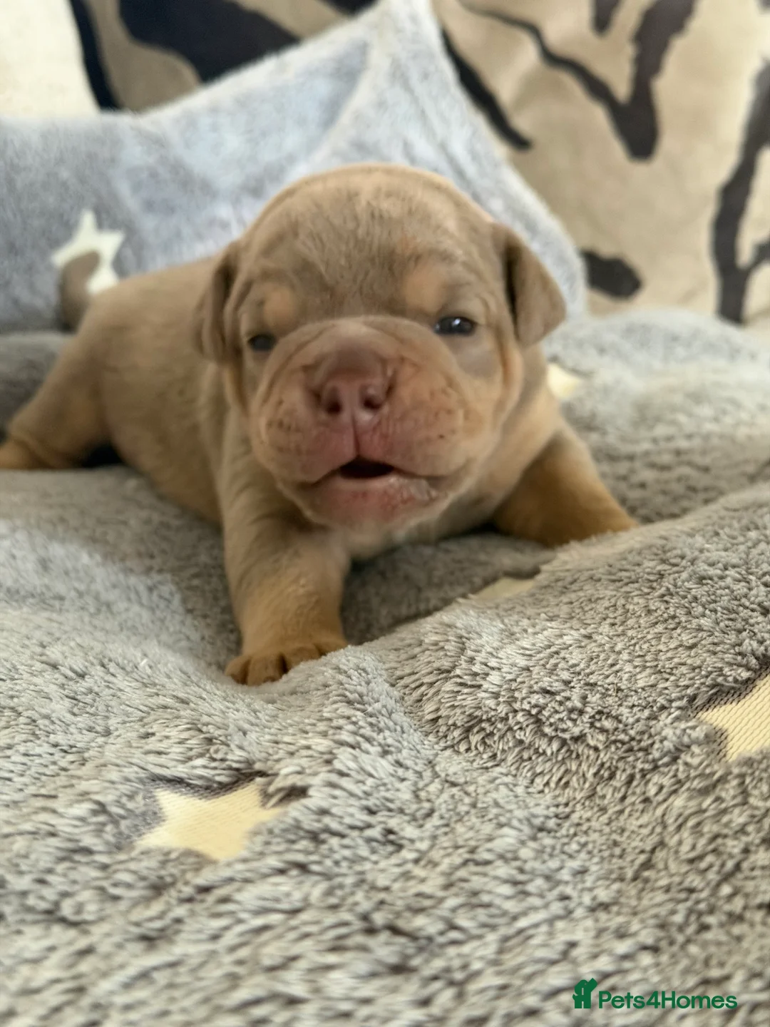 Old Tyme Bulldog dogs for sale: Old Tyme English Bulldog Puppies - Advert 25