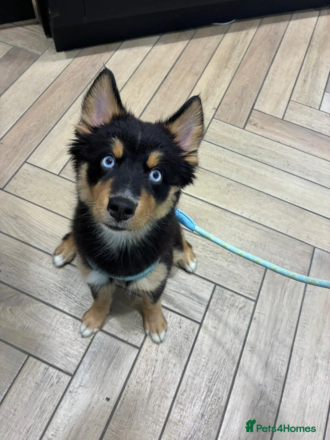 Pomsky dogs for sale: Skye and Sahara  - Advert 37