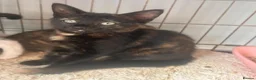 Mixed Breed cats for sale: Siamese. Ragdoll x Maine coon ready to leave  - Advert 10
