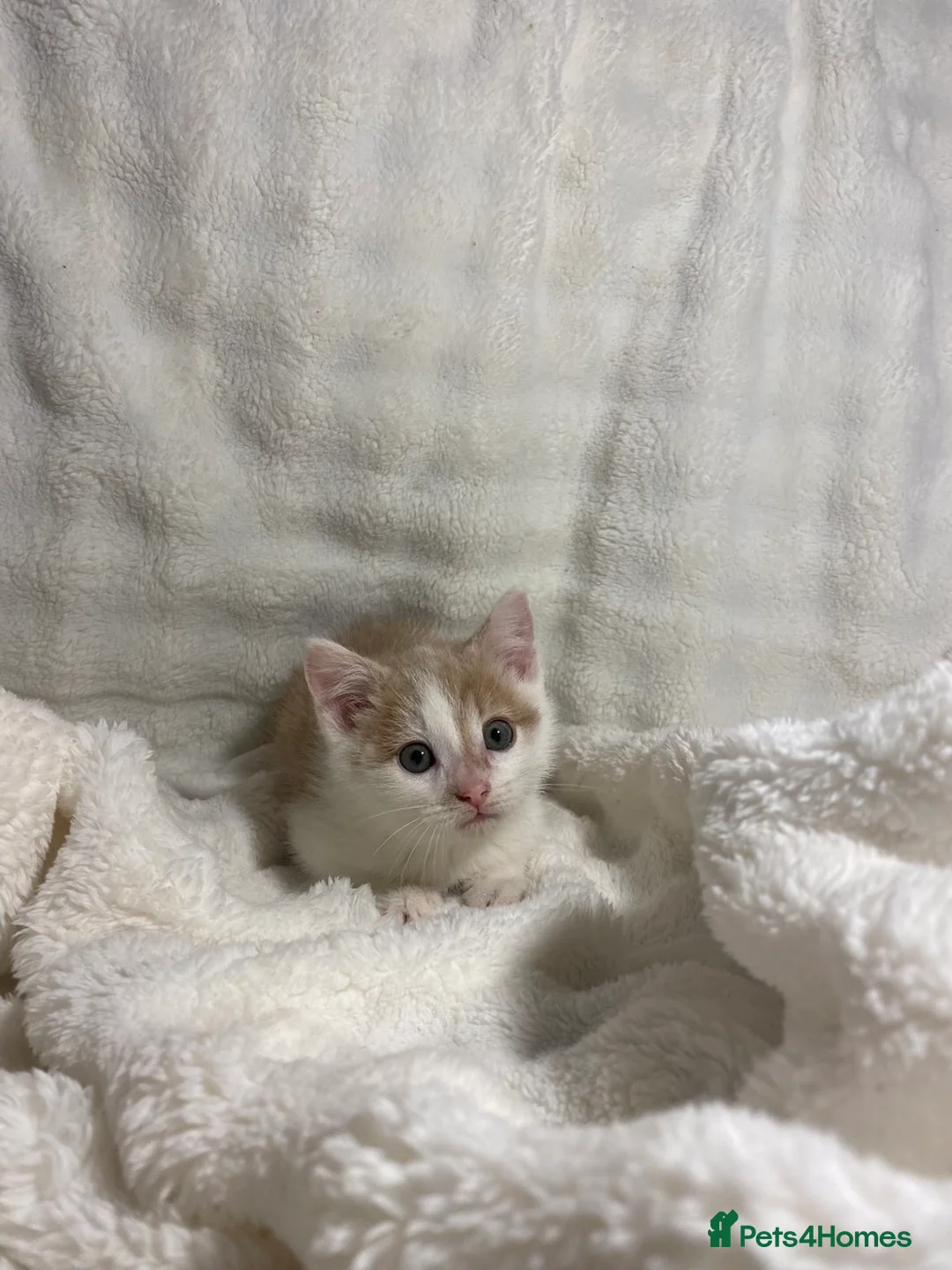 Mixed Breed cats for sale: 3 adorable kittens awaiting for their new homes - Advert 4