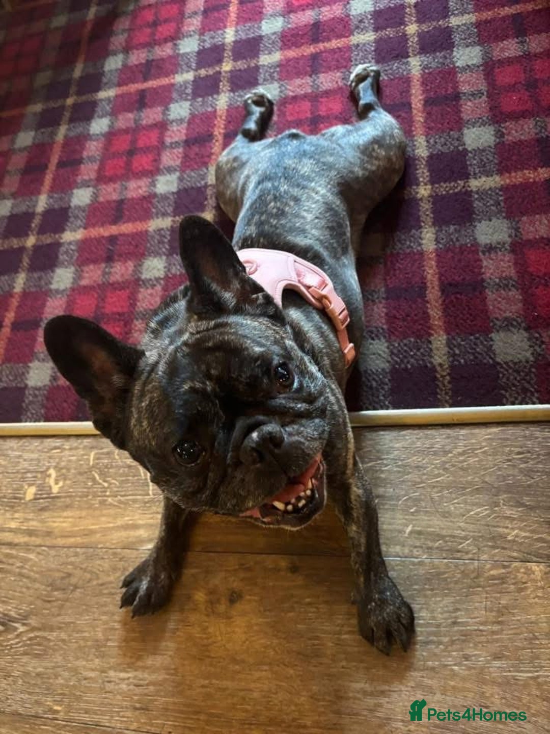 French Bulldog dogs for adoption: Perfect pixie - Advert 1
