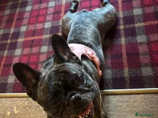 French Bulldog dogs Perfect pixie - Advert 2