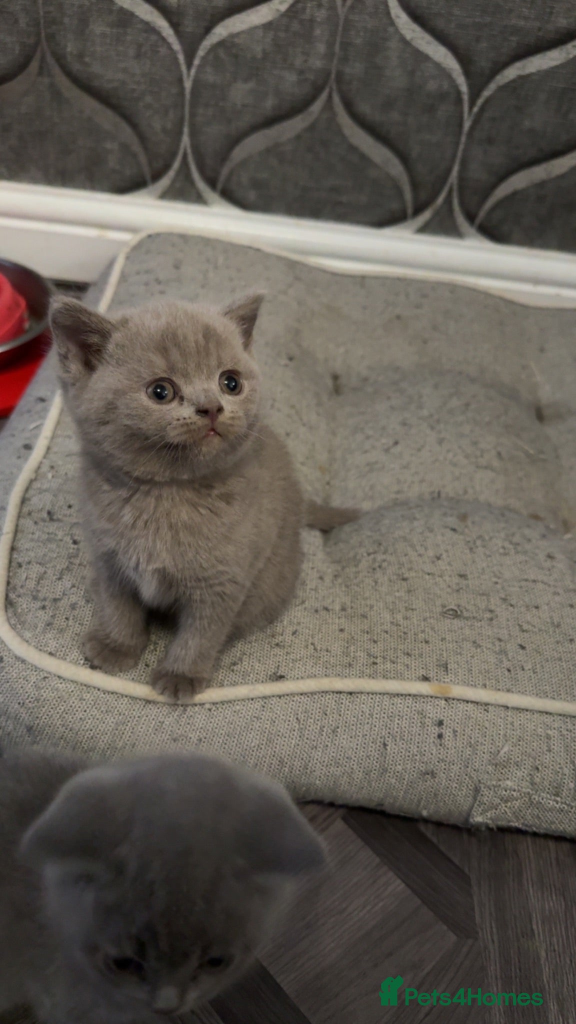 British Shorthair cats British short hairs - Advert 2