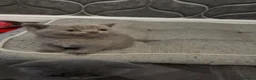 British Shorthair cats for sale: British short hairs - Advert 5