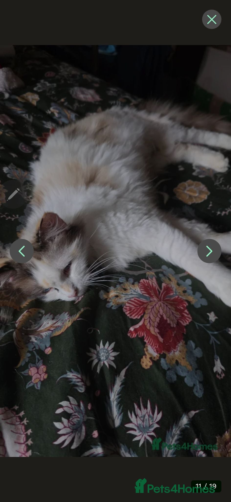 Maine Coon cats 3 mainceoon ragdoll boys, including 1 poly - Advert 2