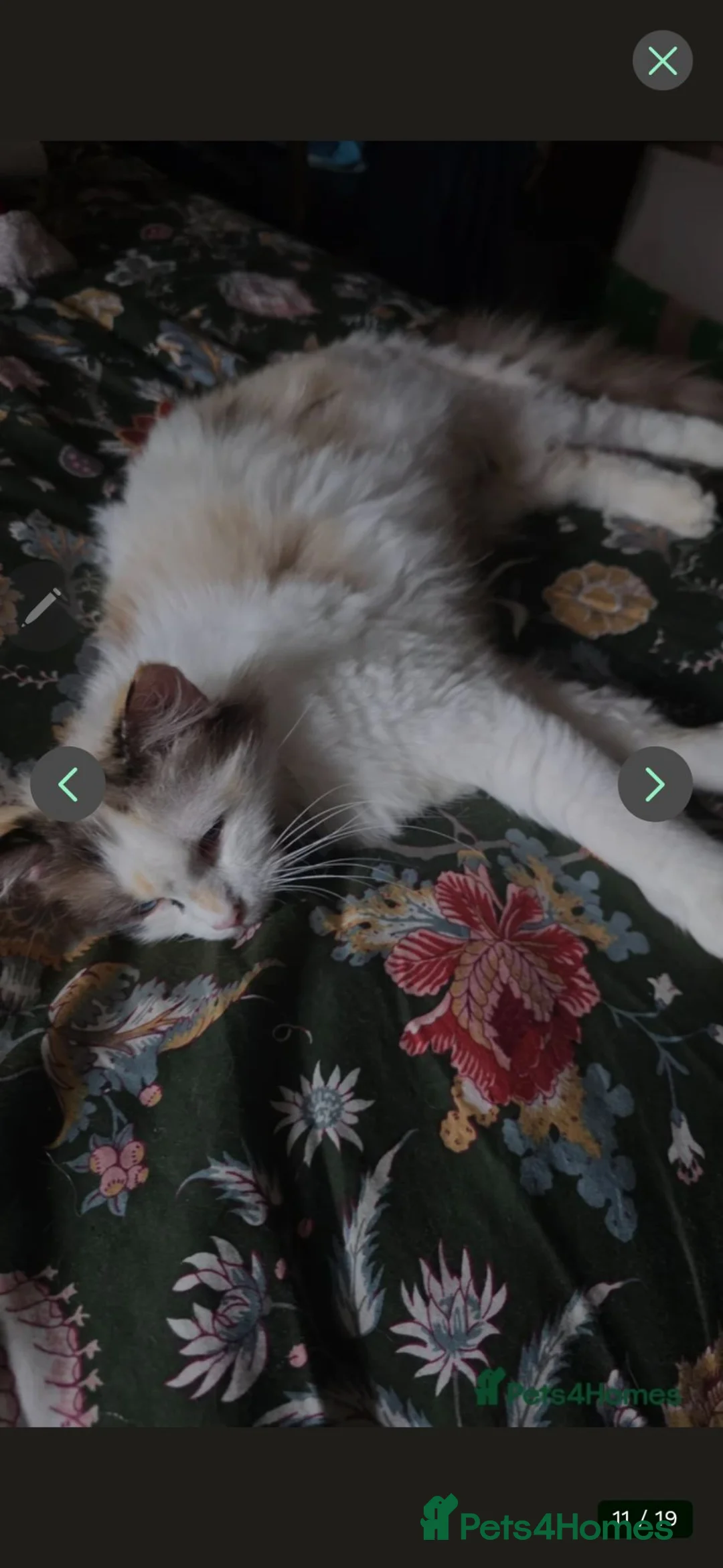 Maine Coon cats for sale: 3 mainceoon ragdoll boys, including 1 poly - Advert 1