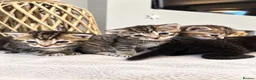Domestic Shorthair cats for sale: Beautiful Home-Raised Black, Tabby &Torbie Kittens in Barnsley - Advert 10