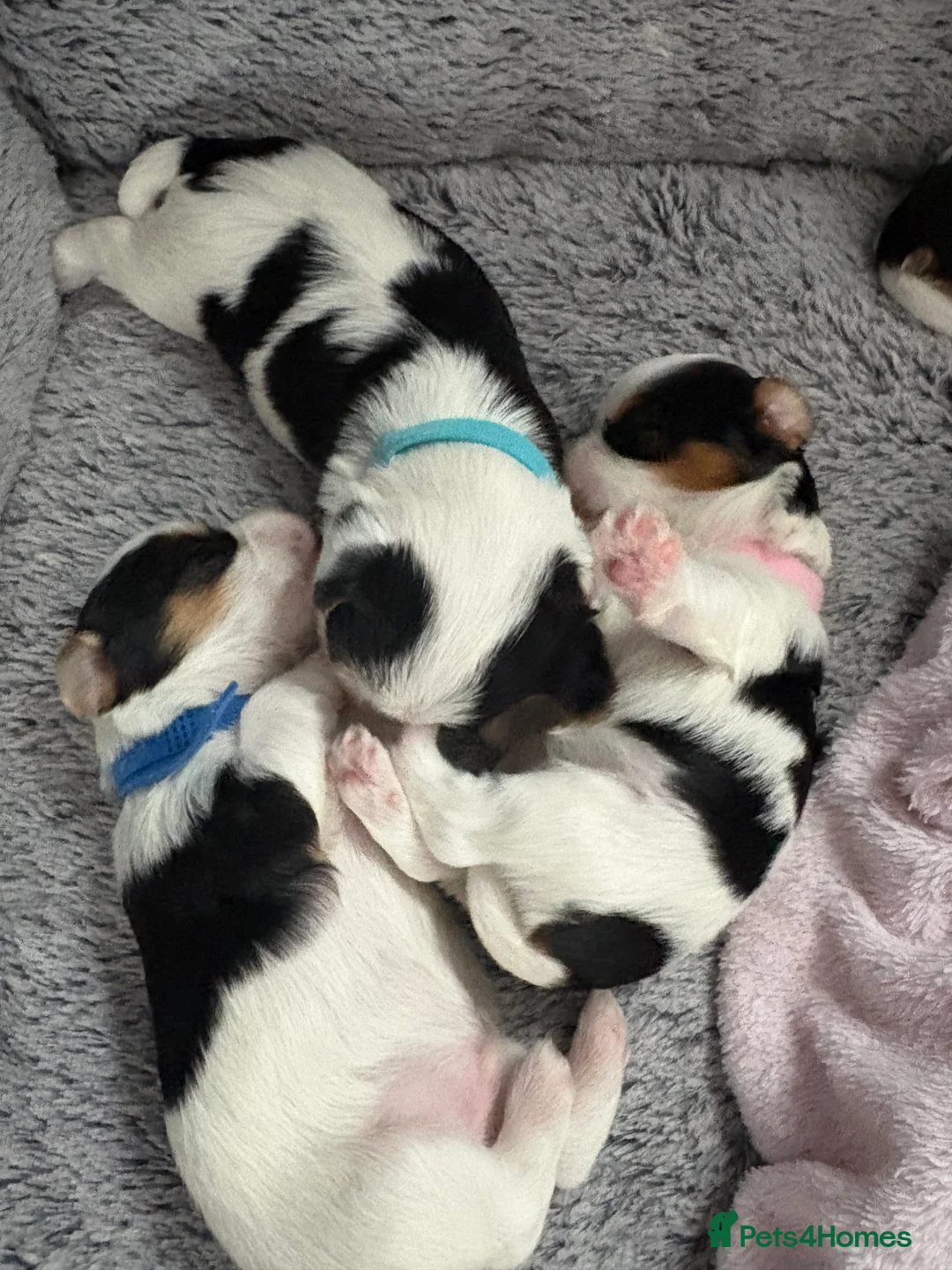 Yorkshire Terrier dogs for sale: Pure Biewer York Terriers for sale - Advert 7