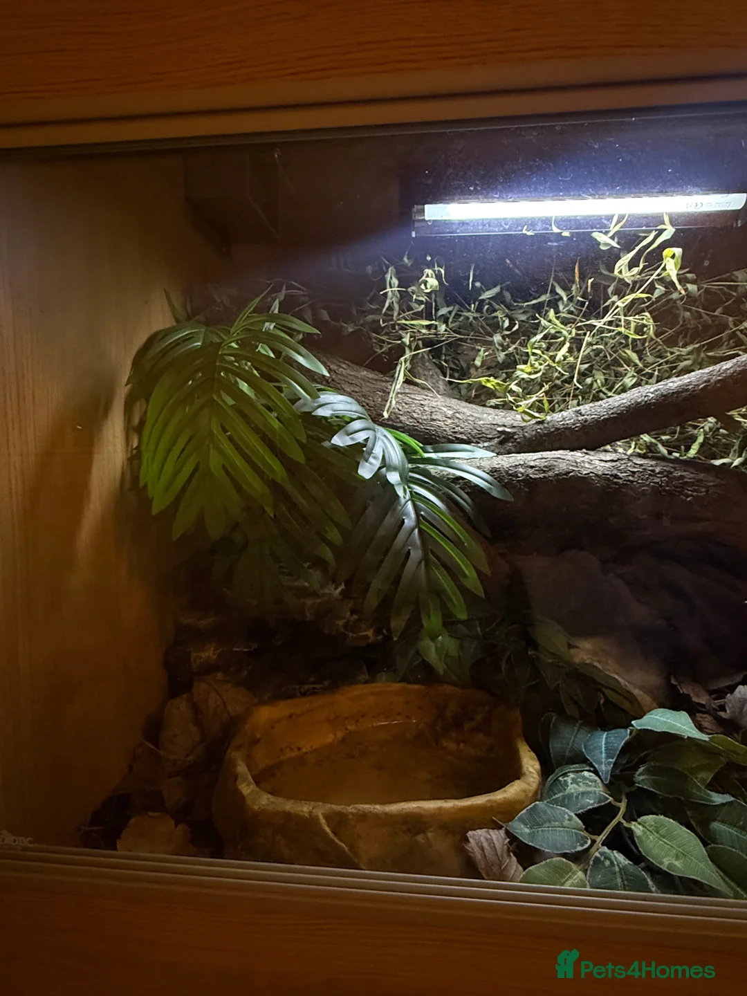 Python Snake reptiles for sale: Snake Vivarium  - Advert 3