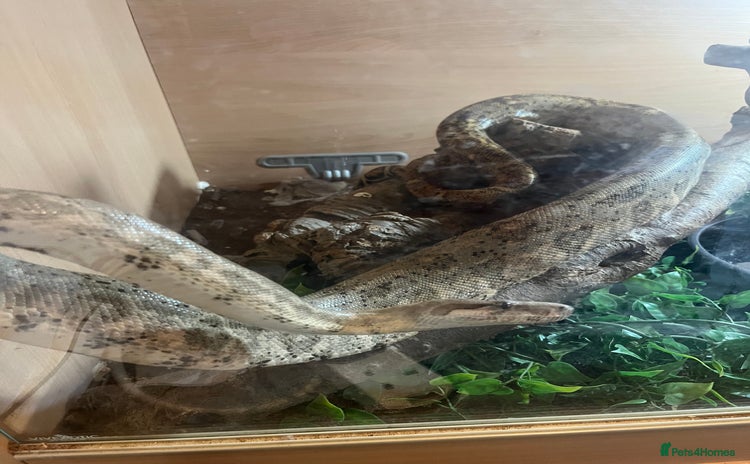 Boa Snake reptiles - Advert 1