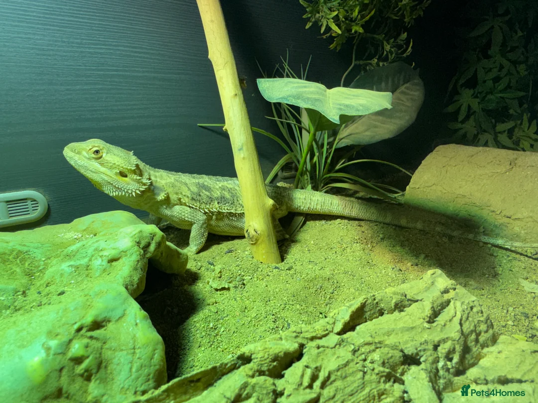 Bearded Dragon reptiles for sale: Bearded Deagon for sale  in Doncaster - Advert 2