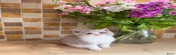 British Shorthair cats for sale: Full Pedigree/Registered BSH from £995 - Advert 30
