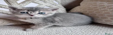 British Shorthair Kitten 3