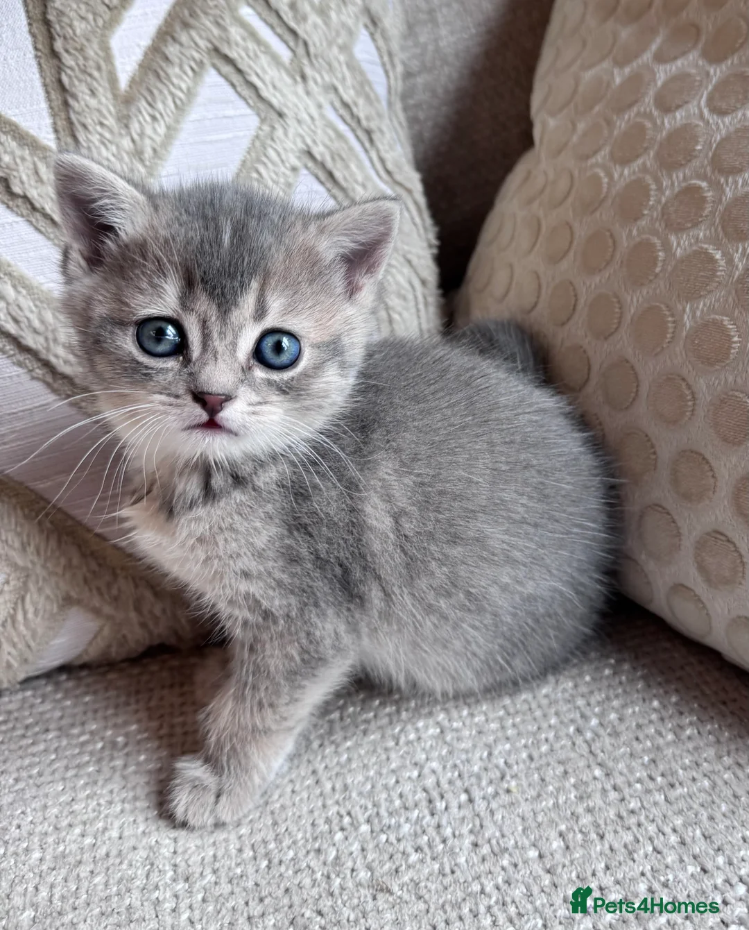 British Shorthair cats for sale: Beautiful British Shorthair Kittens Blue Eyes - Advert 2