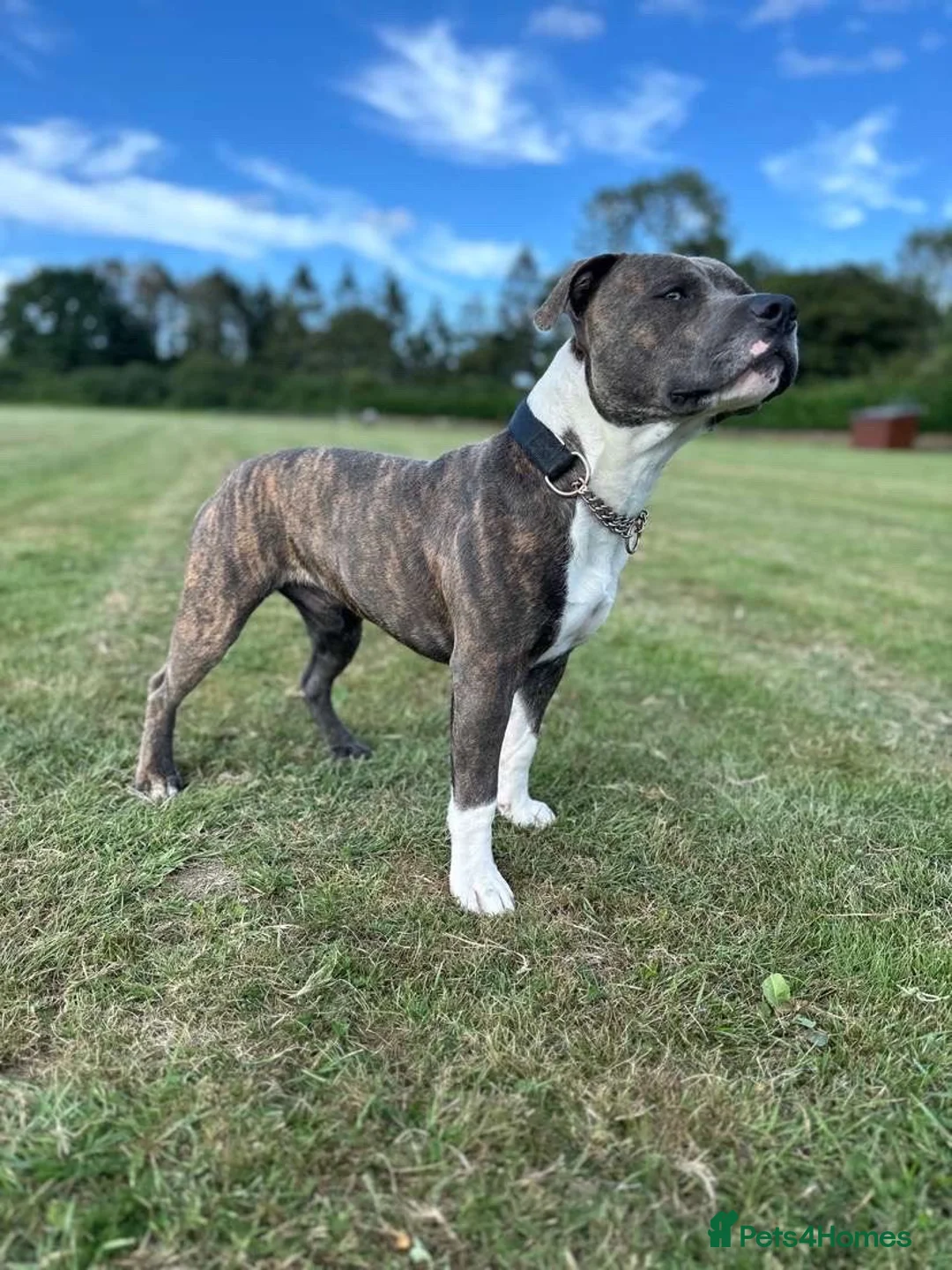 Staffordshire Bull Terrier dogs for stud: Mr roccco - Advert 13