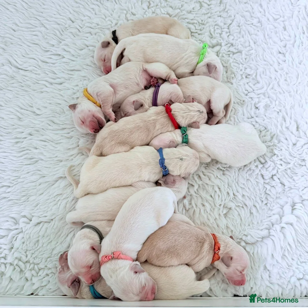 Golden Retriever dogs for sale: Newborn pedigree Golden Retriever Puppies - Advert 2