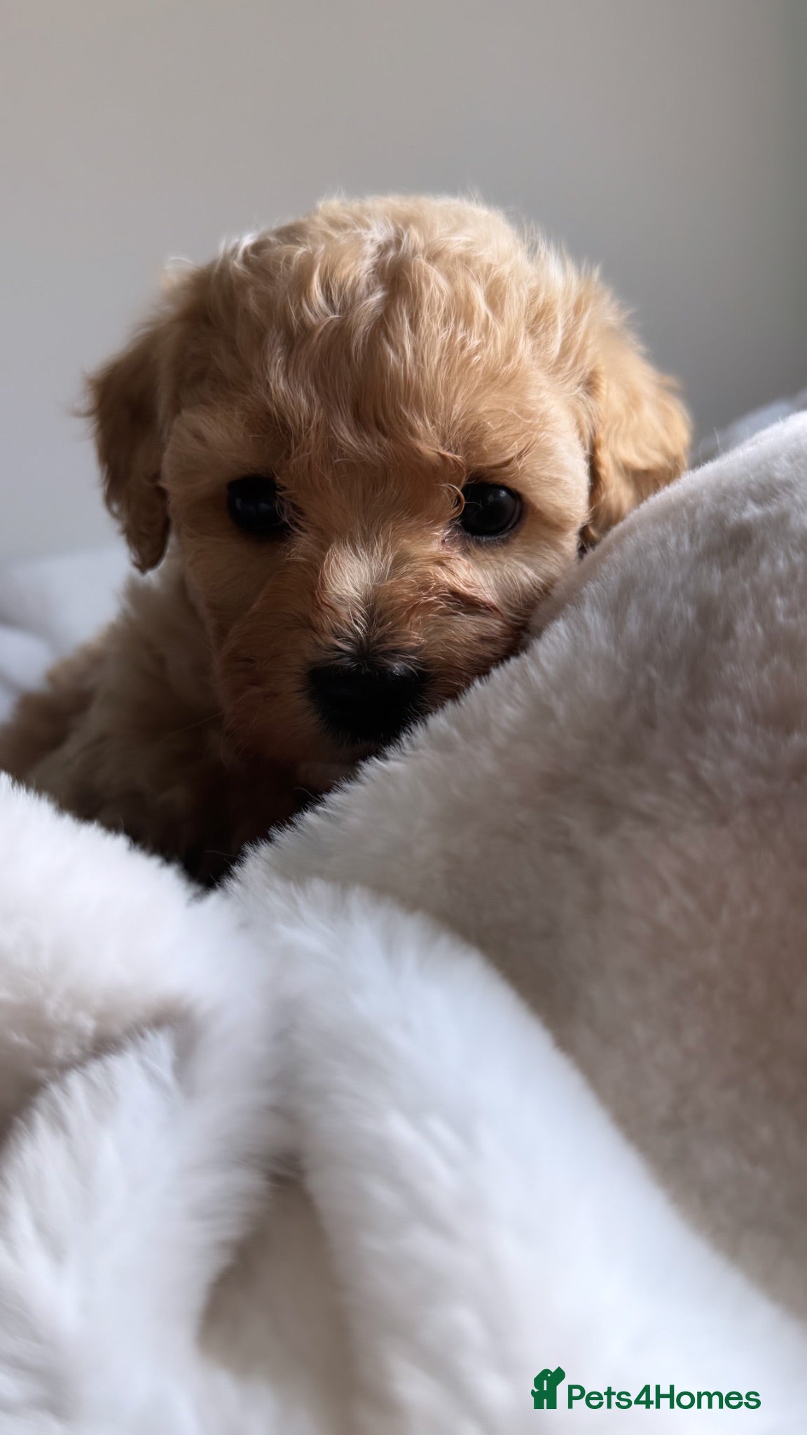 Maltipoo dogs Only 4 Adorable Rare Tiny Maltipoo Left 🐾  - Advert 1