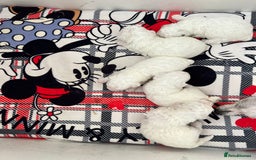 Bichon Frise dogs for sale: Pure Bichon Frise - Image 18