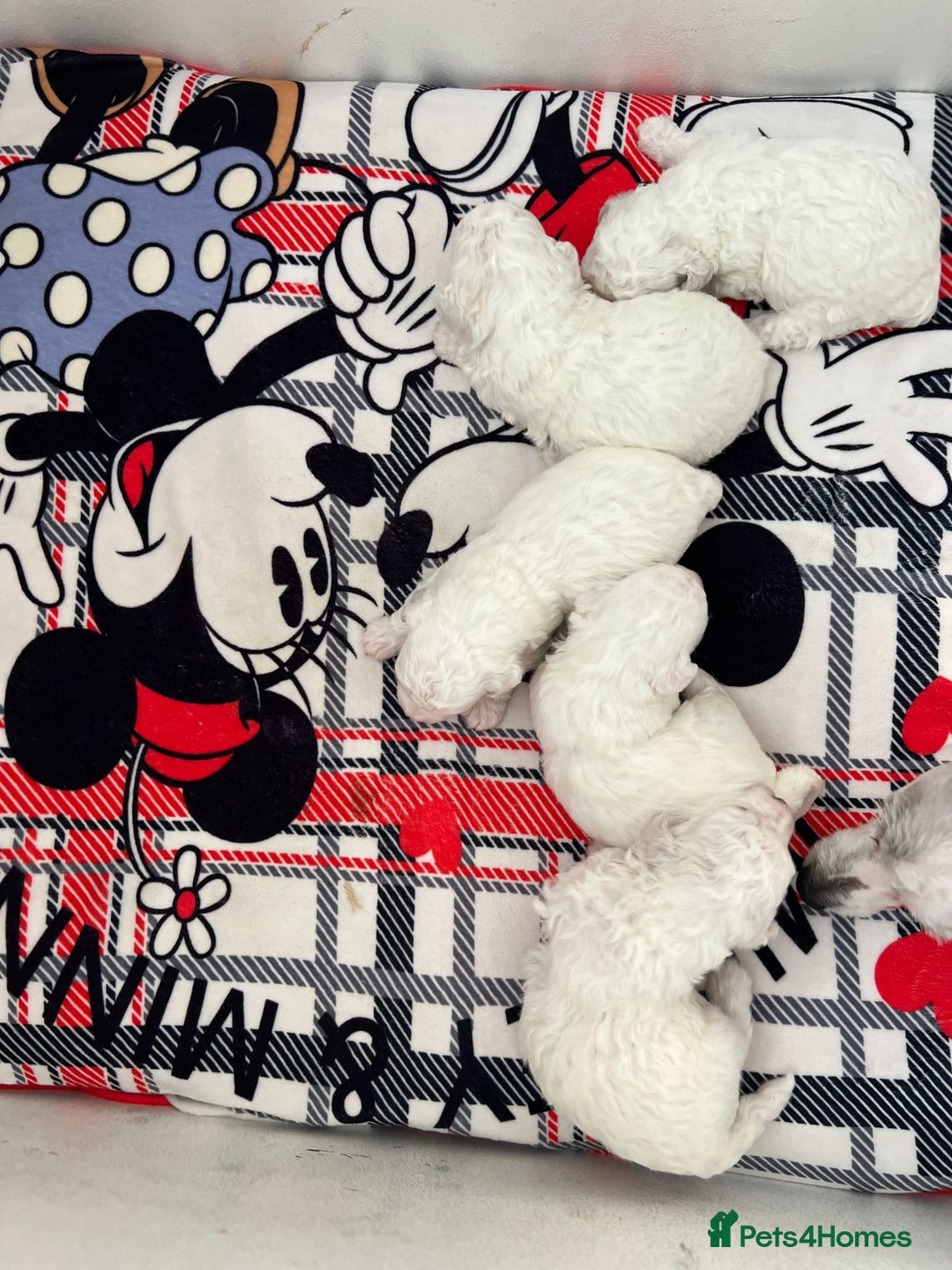 Bichon Frise dogs for sale: Pure Bichon Frise - Image 18