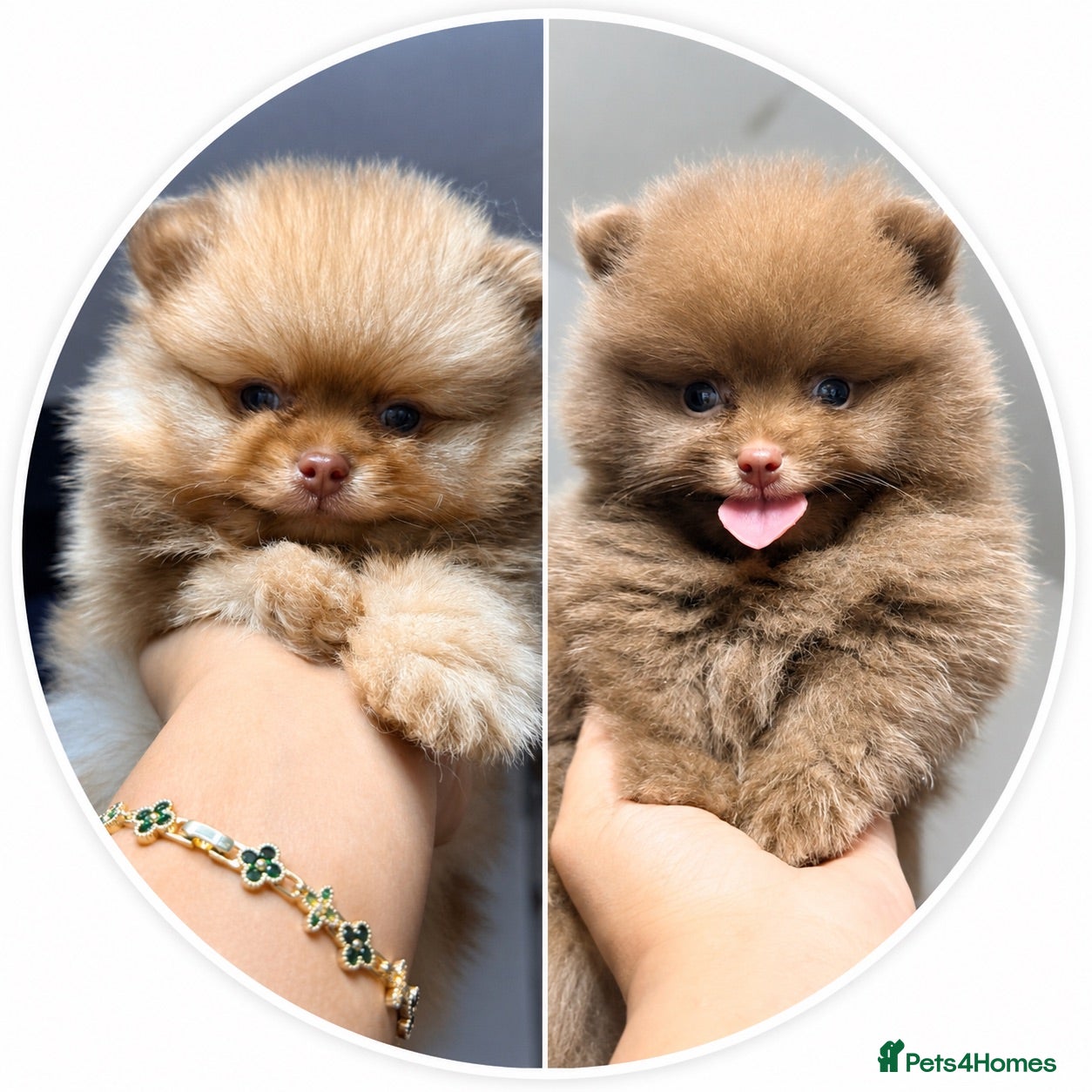 Pomeranian dogs 👑  Bear& Choc Lilac Poms👑 Lilac Beaver boy 👑 - Advert 1