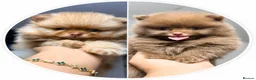 Pomeranian dogs for sale: 🧸 Exceptional Teddy Bear Boys  Rare Colours👑 - Advert 11