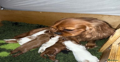 Cavalier King Charles Spaniel dogs - Advert 11