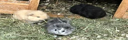 Guinea Pig rodents for sale: Mixed baby guinea pigs for sale in Stoke-on-Trent - Advert 8