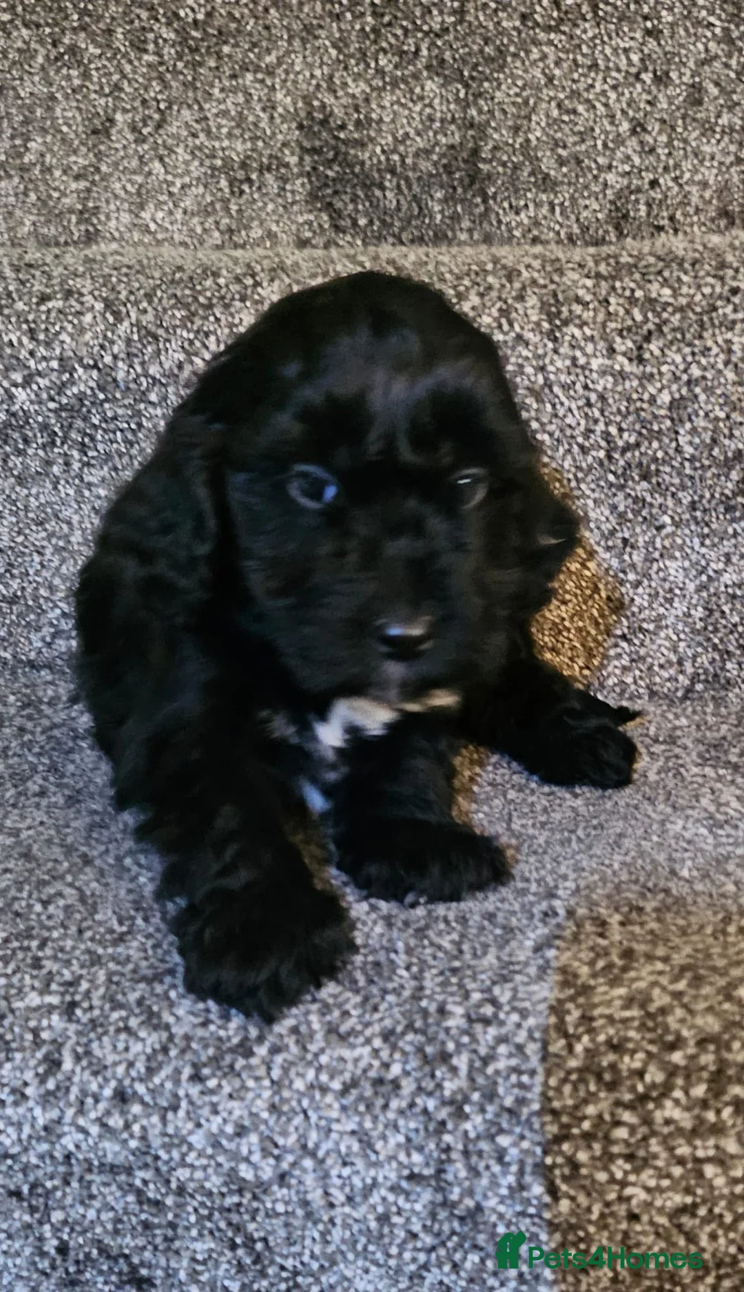 Sproodle dogs for sale: STUNNING SHOW SPRINGAPOO PUPPIES FOR SALE  - Advert 8