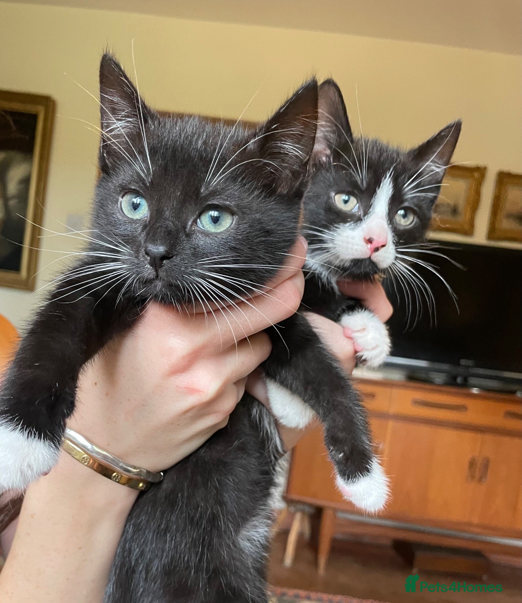 Mixed Breed cats Russian blue/British short hair  - Advert 1