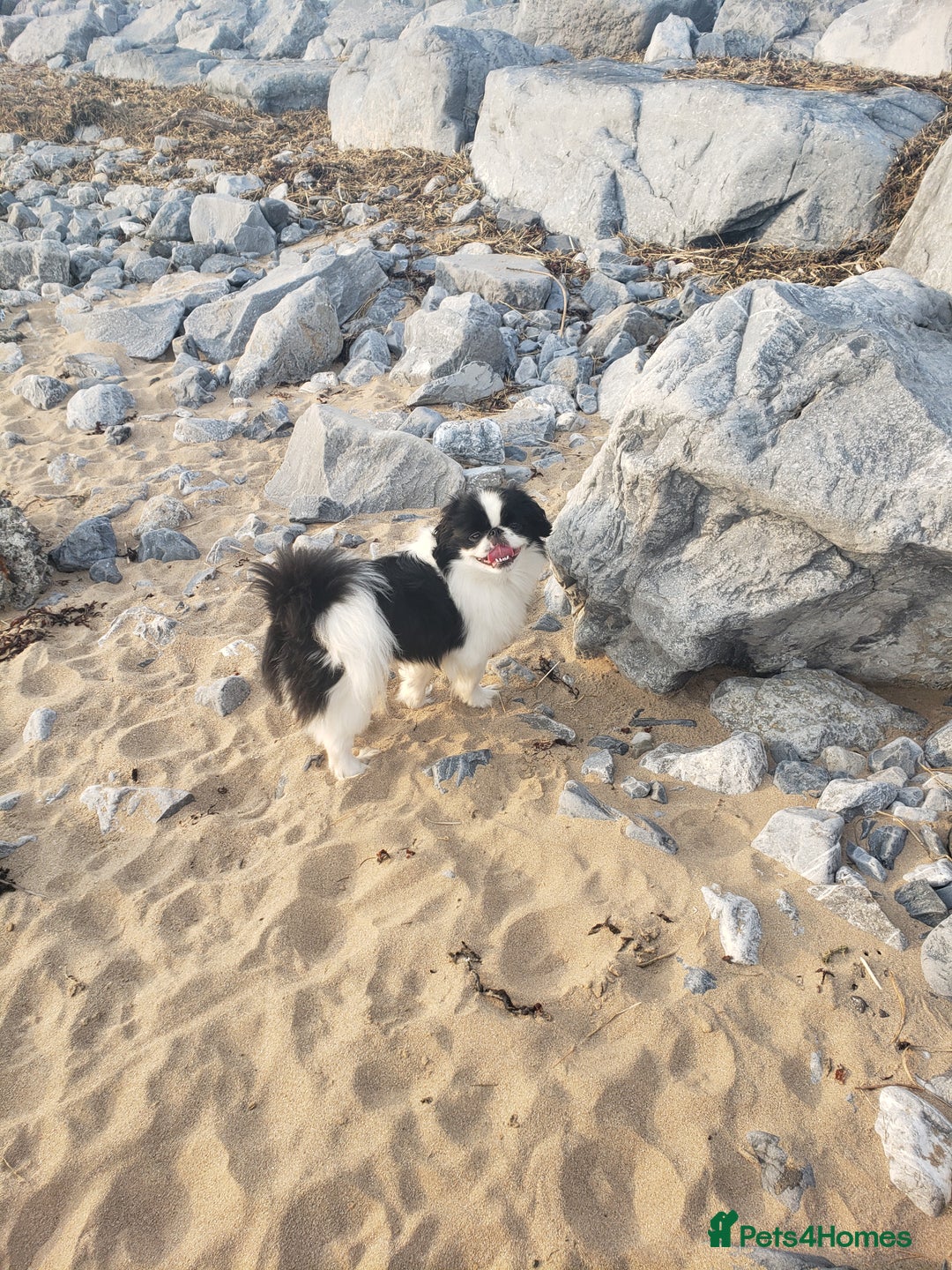 Mixed Breed dogs for sale: Shishon cross japanese chin  - Image 13