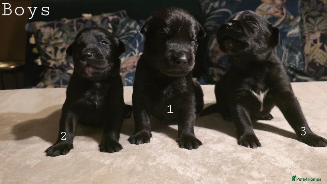 Mixed Breed dogs for sale: STUNNING LITTER SIBERIAN HUSKY x RED FOX LABRADOR - Advert 1